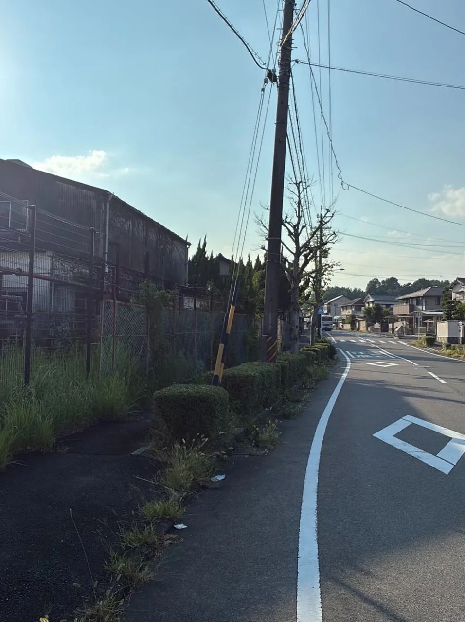 道路から見える木も、綺麗に整えて　伸びた枝を剪定して、スッキ...