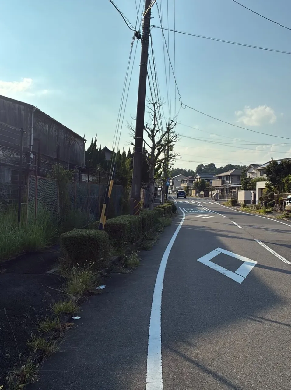 道路から見える木も、綺麗に整えて　伸びた枝を剪定して、スッキ...